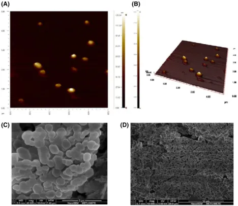 Figure 1 Atomic force microscopy photographs of farnesylthiosalicylic acid-loaded PLGA 85 : 15 DOTAP nanoparticles (A, B)
