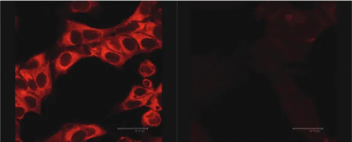 Fig. 4 Confocal microscopy images of showing the H 2 S response of probe 1 in MCF-7 cells