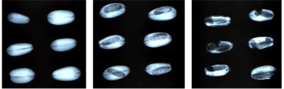 Fig. 2. Radiographs of wheat kernels with different stages of insect damage. From left to right, undamaged kernels, kernels with damage at the pupal stage, and IDK where the insect has matured and exited the kernel.