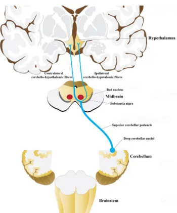Fig. 12    The schematic illustration summarizes the ipsilateral and the  contralateral cerebello-hypothalamic fibers within the SCP