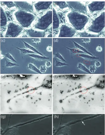 Fig. 3. Tissue slice (mouse gastrocnemius muscle) (a) before and (b) after ablation; 4.08 MHz, 240-fs, 7-nJ