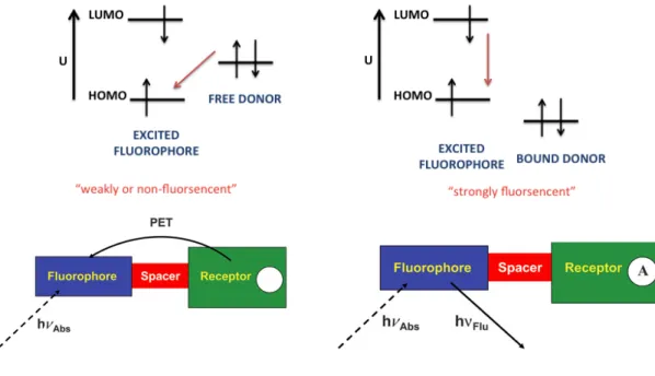 Figure 9. Schematic representation of PeT. Copyright © 2009, Royal Society of Chemistry