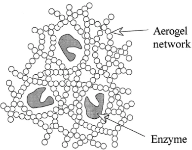 Figure 3.4  Representation of the encapsulation of enzymes in silica aerogels. 