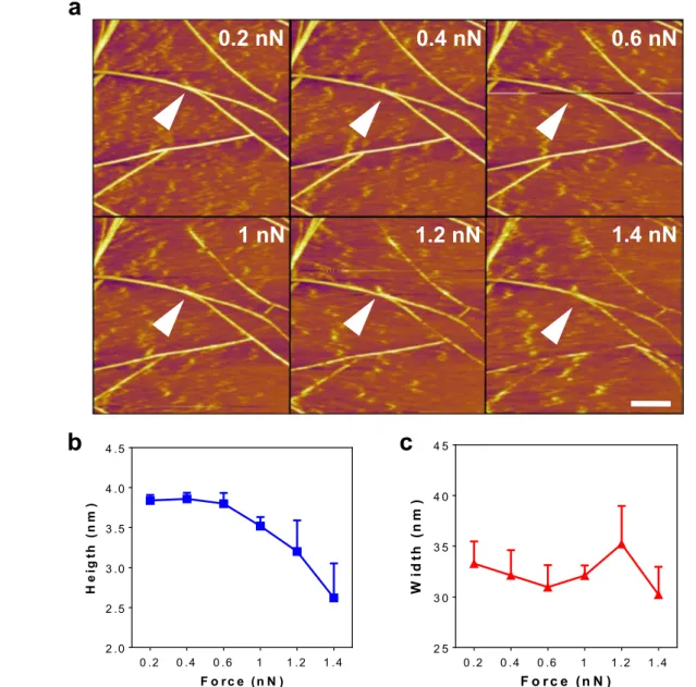Figure 5. (a) Fiber deformation in response to gradually increasing normal forces of the tip