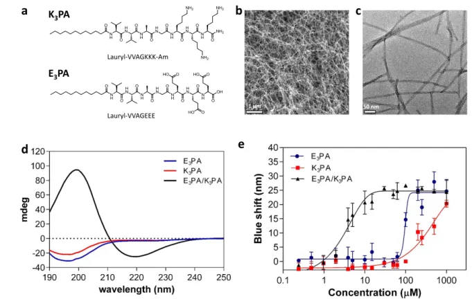 Figure 1. (a) Chemical representations of K 3 PA and E 3 PA molecules. SEM (b) and TEM (c) images of co-assembled E 3 PA/K 3 PA nano ﬁbers