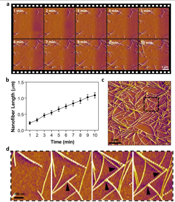 Figure 2. (a) Representative deﬂection AFM images showing the nucleation and growth of PA nanoﬁbers, measured under time-lapse imaging over a 10 min period (images are frames of supporting movie 1)