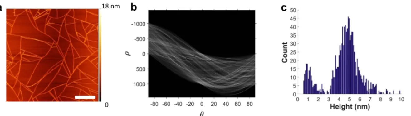 Figure 3. Hough transform analysis for ﬁber thickness. (a) General appearance of a mature PA nanoﬁber network in the absence of tip- tip-mediated disruptions