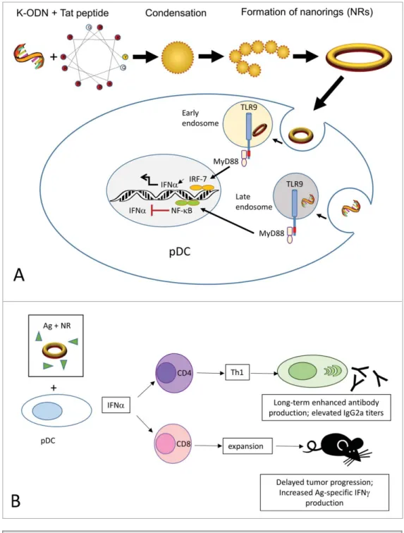Figure 1. Assembly and mechanism of action of CpG ODN/Tat nanorings. (A). The cationic peptide con- con-denses K-type CpG ODN into rigid individual building blocks that re-organize to form nanoring structures.