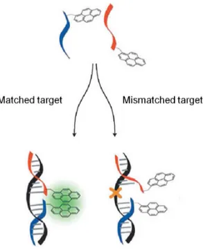Figure 2.10: Schematic of probing DNA strand matches by pyrene functionalized DNA fragment.