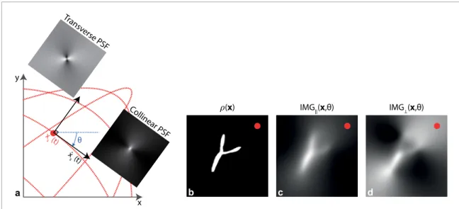 Figure 1.  The collinear and transverse image components for x-space MPI. (a) The collinear and transverse PSFs for x-space MPI,  rotated at an angle  θ  to align with the instantaneous velocity vector