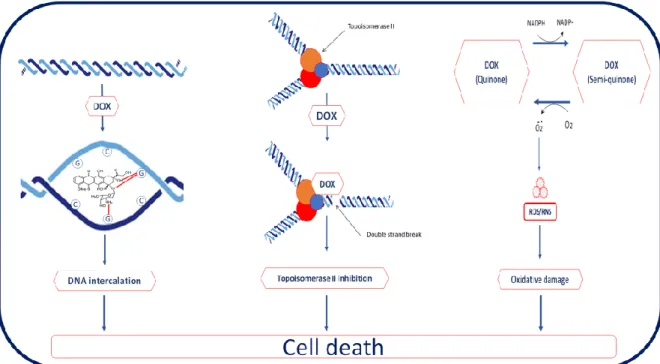 Figure  1.2.  Scheme  of  Doxorubicin  Mechanism  of Action.  Doxorubicin  causes  cell  death  in  three  ways;  (I)  intercalation  of  DNA,  (II)  Topoisomerase  II  inhibition,  (III)  free  radical  related  damage
