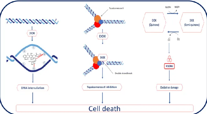 Figure  1.2.  Scheme  of  Doxorubicin  Mechanism  of Action.  Doxorubicin  causes  cell  death  in  three  ways;  (I)  intercalation  of  DNA,  (II)  Topoisomerase  II  inhibition,  (III)  free  radical  related  damage