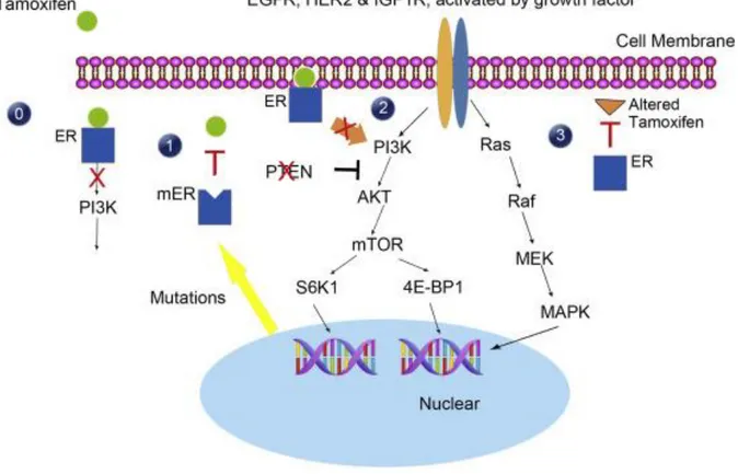 Figure 1.3. Mechanism of Tamoxifen and Tamoxifen Resistance. (0) Tamoxifen blocks ER signaling  by binding to ER