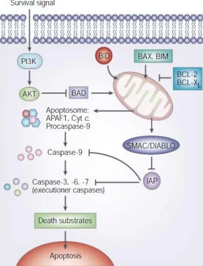 Figure  1.4.  Intrinsic  Apoptosis  Pathway.  Apoptosis  through  mitochondria  is  initiated  by   pro-apoptotic  proteins  that  promote  the  release  of  cytochrome  c