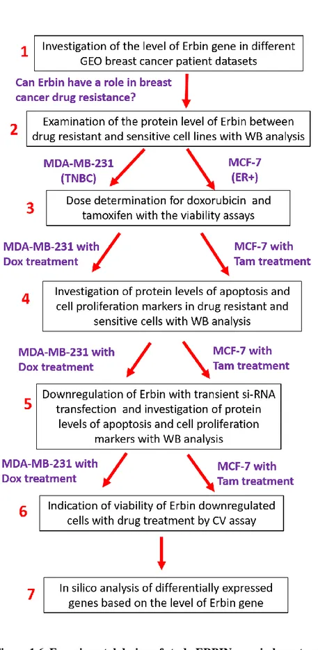 Figure 1.6. Experimental design of study ERBIN gene in breast cancer drug resistance