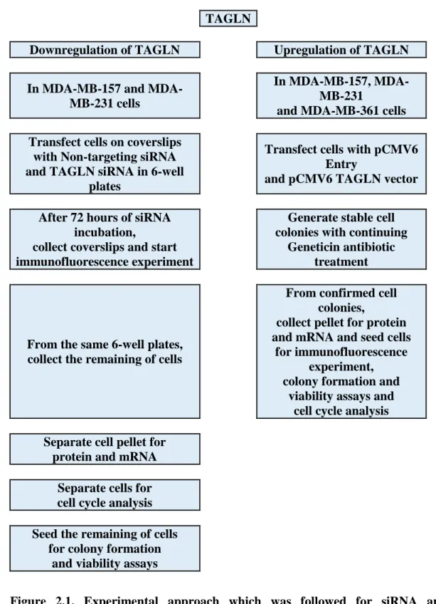 Figure  2.1.  Experimental  approach  which  was  followed  for  siRNA  and  overexpression transfection