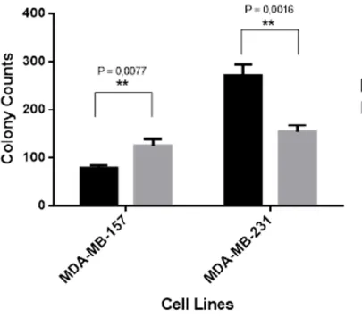 Table 3.2. Statistics of colony formation of MDA-MB-157 and MDA-MB-231 cells  transfected with Non-targeting siRNA and TAGLN siRNA