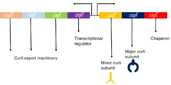 Figure  1-  Transcription  of  curli  proteins  are  regulated  via  csgBAC  and  csgDEFG  operons