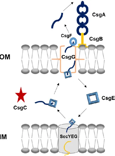 Figure  2-  Curli  secretion  machinery.  CsgA  and  CsgB  proteins  have  sec  signal  sequences  and  are  secreted  to  the  ECM  after  synthesis