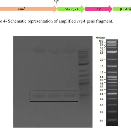 Figure 4- Schematic representation of amplified csgA gene fragment. 
