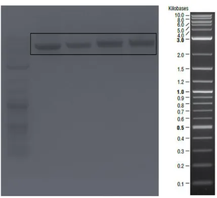 Figure 7- Linearized pet22b vectors expected as ~5000 bp were shown in the square. 