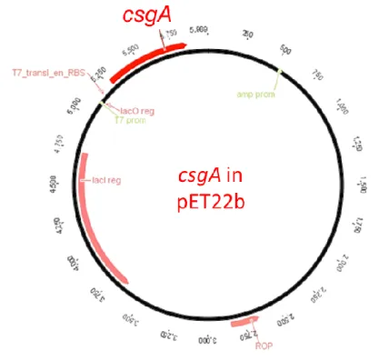 Figure  8-  Schematic  representation  of  pET22b  plasmid  which  contained  csgA  gene  fragment