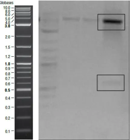 Figure 10- Digested plasmids that contained csgA gene. Samples digested with NcoI  were on the second lane and digested with XhoI were on the third lane