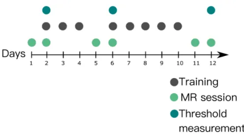 Figure 2.1: Outline of experiment. The data collected over 12 days. Baseline, in other saying pre-training MR measurements were taken when participants were naive