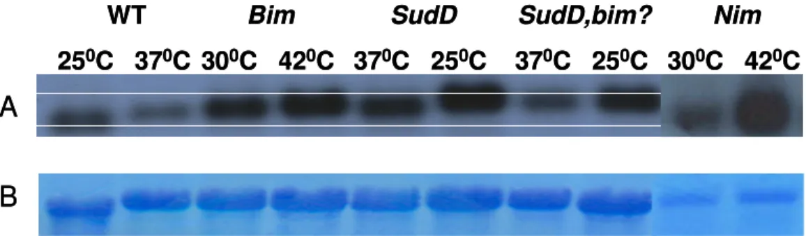 Table 3.1 The densitometric analyses of Northern Blot results. 