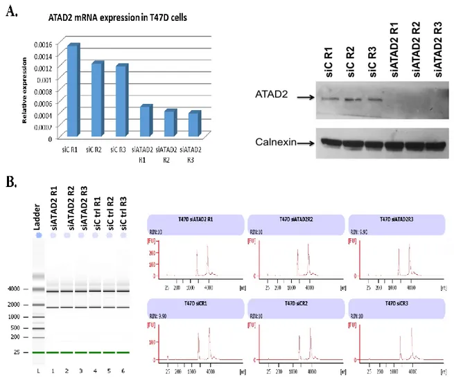 Figure 3. 1: Validation of effectiveness of siATAD2 treatment and Determination of initial  total RNA quality by Agilent 2100 Bioanalyzer before the microarray experiments in T47D  cells.