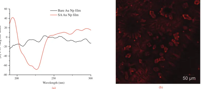 Figure 7 displays the far UV CD spectrum of SA immobilized Au Np film on quartz versus bare Au Np film on the quartz and confocal image of SA fluorescein conjugate (SA-FITC)