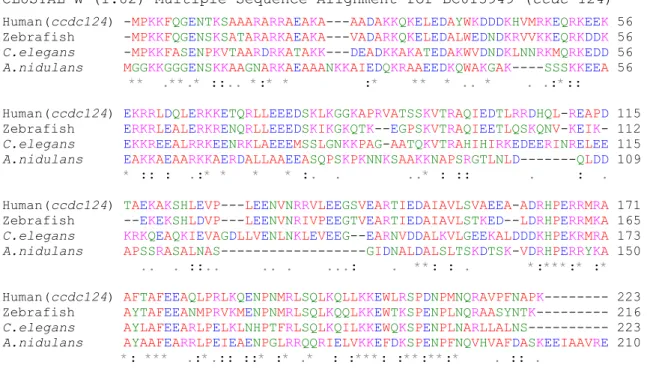 Figure 3.1: High conservation of ccdc-124 gene protein sequence in eukaryotes. Protein sequences  of ccdc124 from different eukaryotes (human, zebrafish,  C