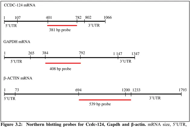 Figure  3.2:    Northern  blotting  probes  for  Ccdc-124,  Gapdh  and  β-actin.  mRNA  size,  5‟UTR,  3‟UTR and probe size &amp; location are indicated for each gene