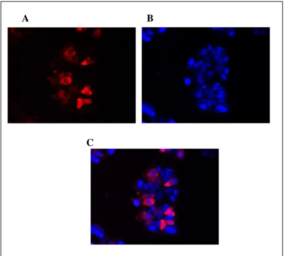 Figure 3.9: Immunocytochemistry of Ccdc-124. pCMV-3XFLAG-Ccdc-124 transfected HeLa cells  were  fixed  and  N  terminally  FLAG  tagged  Ccdc-124  were  stained  with  anti-FLAG  antibody  and  TRITC conjugated anti-mouse antibody