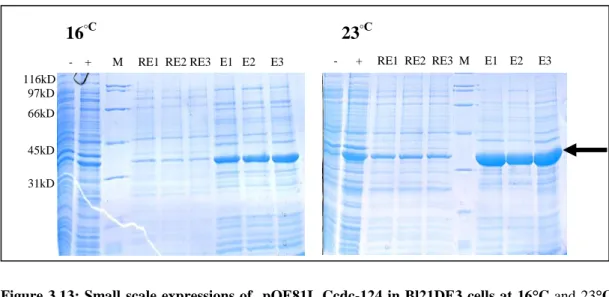 Figure 3.13: Small  scale expressions of   pQE81L Ccdc-124 in Bl21DE3 cells at 16°C and 23°C