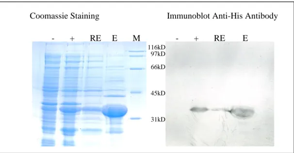 Figure 3.14: Coomassie and Western Blot analysis of small scale pQE81L Ccdc-124 expression