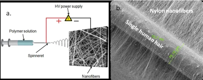 Figure 2. a) Schematic view of electrospinning setup, b) electrospun nylon nanofibers (~ 70 nm in diameter) collected on a single human hair (~ 