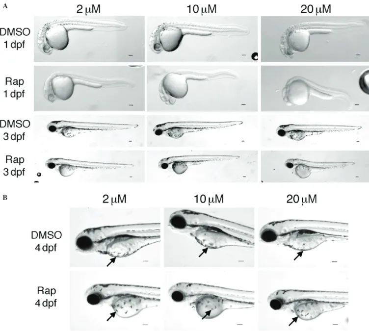 Figure 4. Time‑ and dose‑dependent alterations in body size following treatment with (A)  2, (B) 10 and (C) 20 µM rapamycin