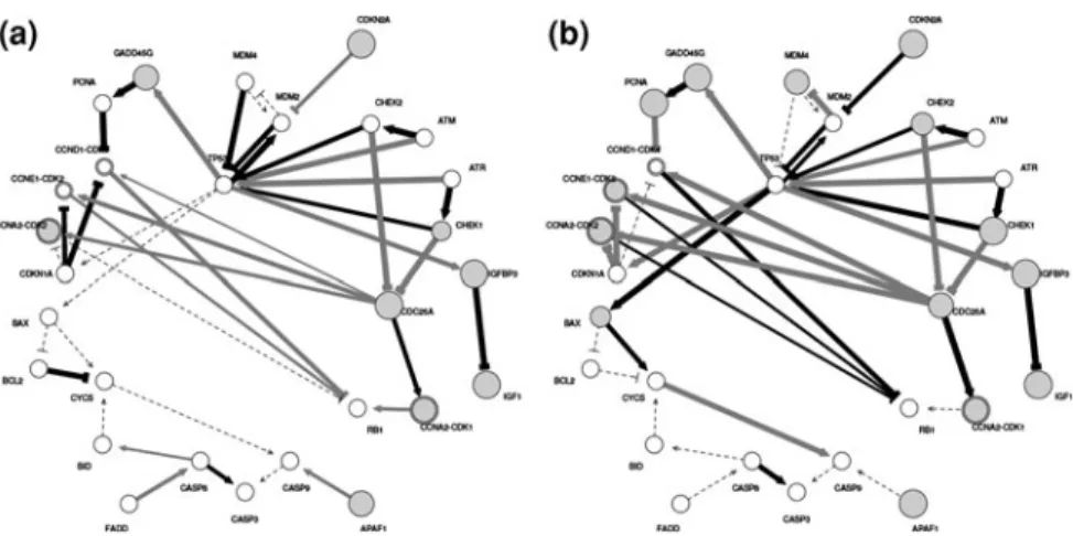 Fig. 2 The p53 network with the results of (a) GSE12941 and (b) GSE6222 dataset analysis.