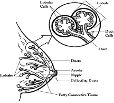 Figure 1.1: Anatomy of the breast. Woman breast is formed by ducts, lobules, fatty  and connective tissues [http://www.cancer.org]