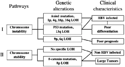 Figure  1.2:    Major  hepatocarcinogenesis  pathways  defined  by  genetic  alterations  with  clinical  parameters