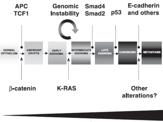 Figure 1.3: The adenoma-carcinoma sequence for colorectal cancer. A mutation  in APC or β-catenin results in the activation of the Wnt signaling pathway, triggering  tumor  formation