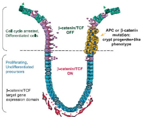 Figure 1.4: Schematic  representation of a colon crypt and proposed  model for  polyp formation