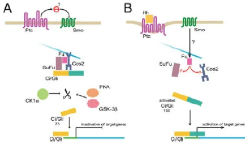 Figure 1.5: Hedgehog Signaling Pathway. [Biljsma et al., 2004] 