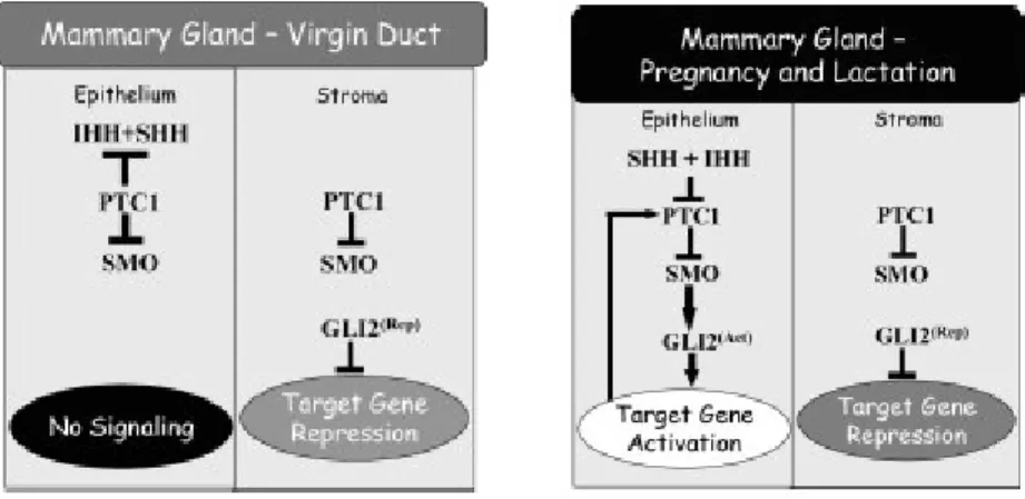 Figure  1.8:  Hedgehog  network  model  in  virgin  mice  duct  and  alveolar  development  in  pregnancy  and  lactation