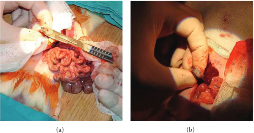 Figure 6: (a) and (b) Application of the ABS Nanohemostat on the resected area.