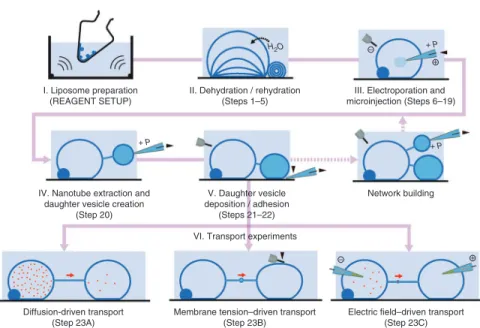 Figure 1 | Schematic overview over the network  generation procedure. The procedure consists  of five fundamental fabrication subprocedures  and three subsequently possible transport  experiments