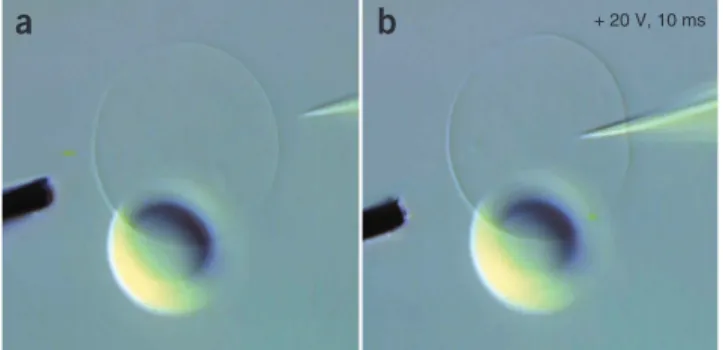 Figure 7 | Initial stage of network fabrication. (a) A GUV with   attached multilamellar lipid reservoir is arranged between a 5-µm   carbon fiber microelectrode and an injection capillary needle