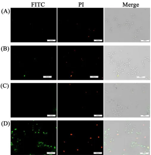 Figure 5. (1)-PLNP induced cell apoptosis as determined by fluorescence imaging using Annexin V-FITC/PI staining on HepG2 cells