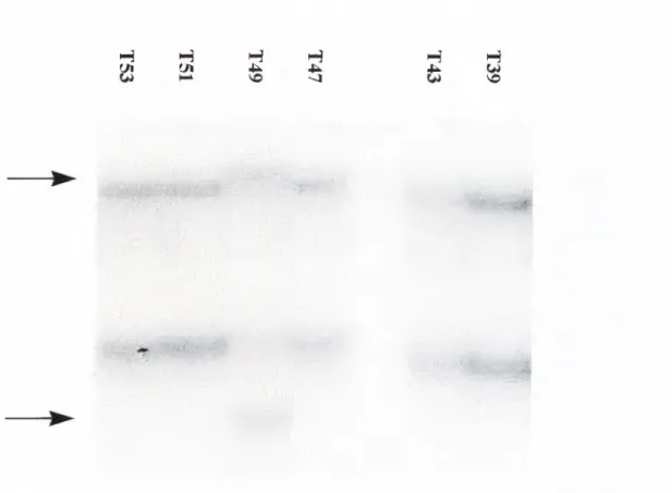 Figure 5:  Alteration in T49